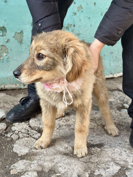 Шустрая малышка в поисках дома