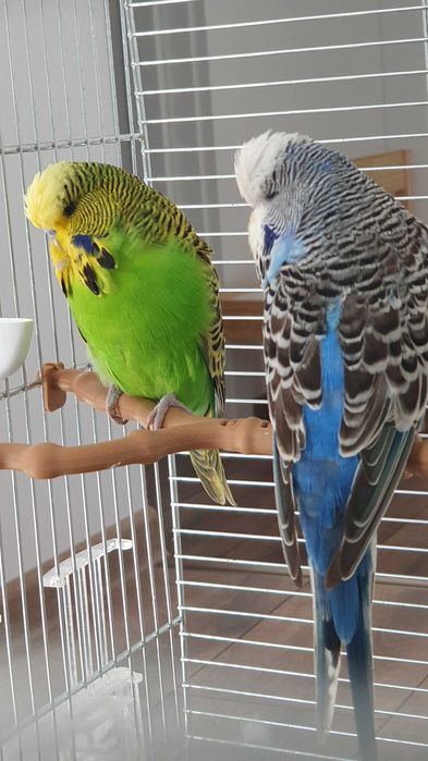 Papagali Peruși standard și normali – pui și adulți