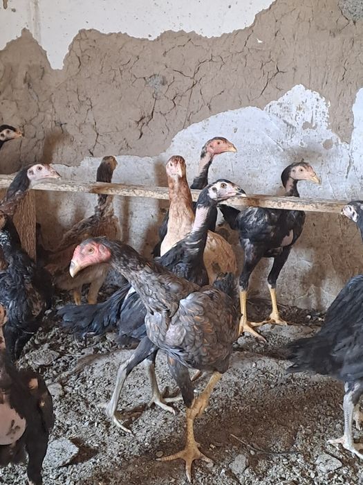 Продам     даканов