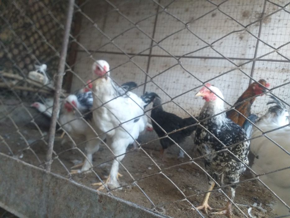 Brama xuroz va tovuqlari sotiladi