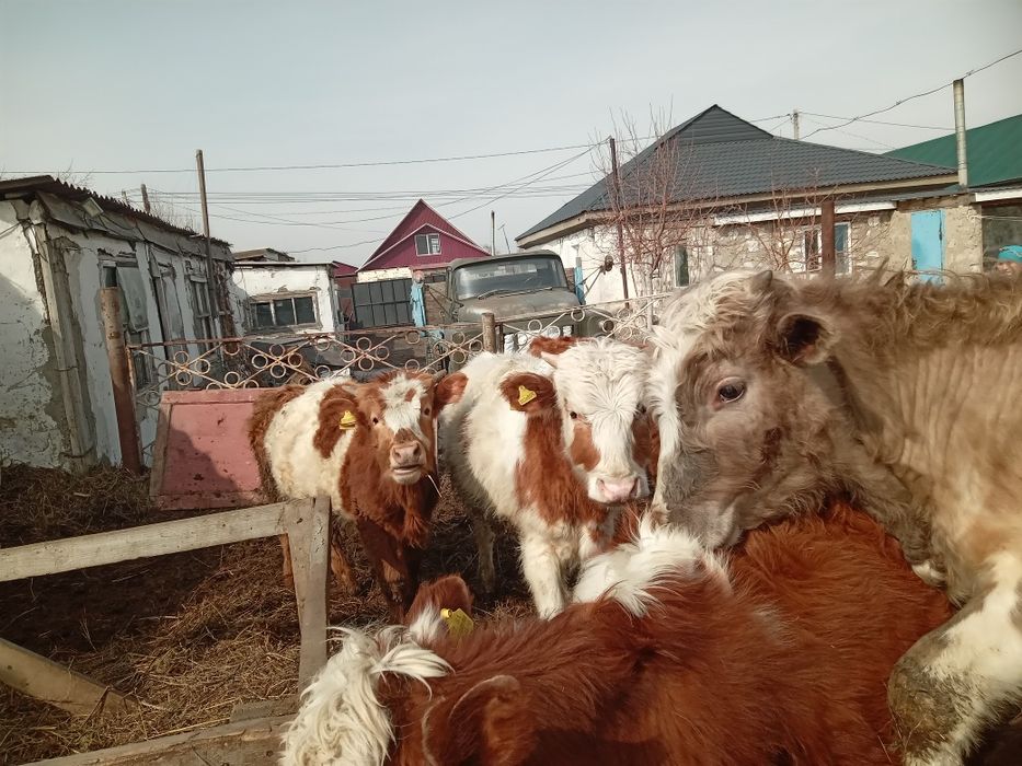 Продам бычков годовалых и двухлеток