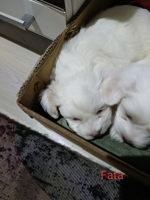 Bișonii Maltezi  au o lună și șase zile pentru mai multe detalii  mă sunați pe numar