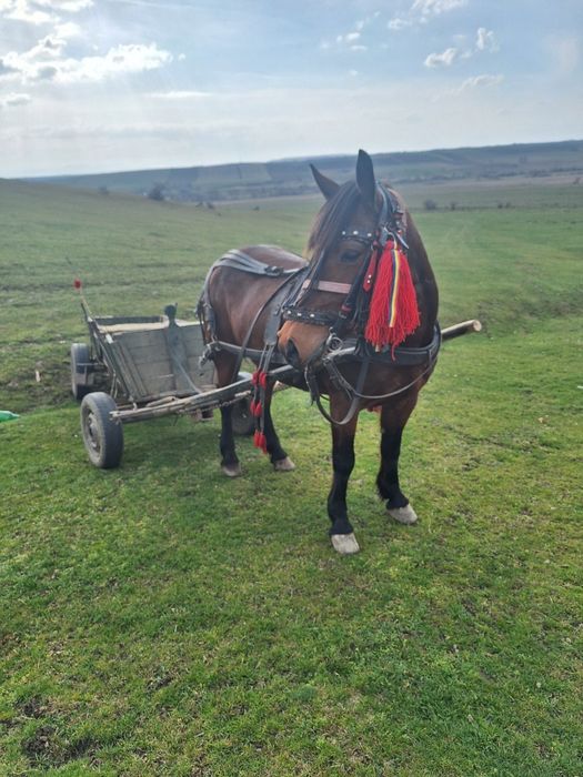 De vânzare  iapă de 7 ani