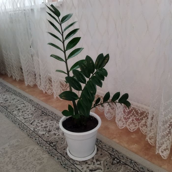 Продам комнатный цветок