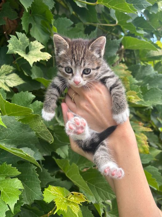 Кошечка 1.5 Мес ждёт любящую семью