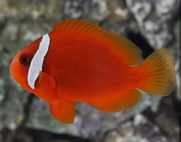 Рыбки   морские