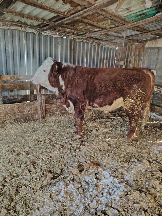 Продам быка на племя.