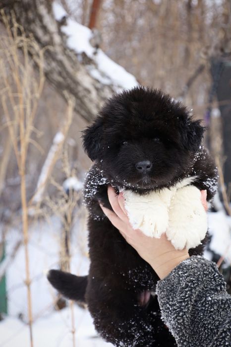 Отличные щенки Американской Акиты