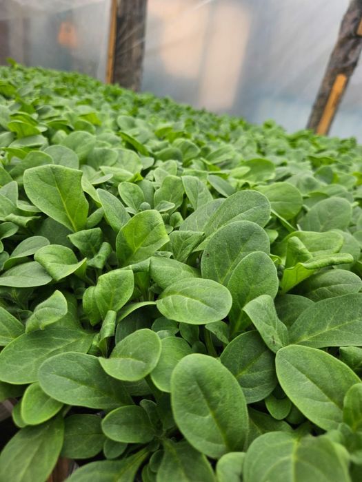 Петуния Тагетис Астра