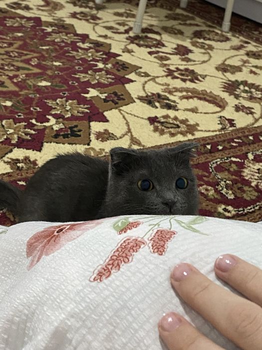 Шотландская кошка