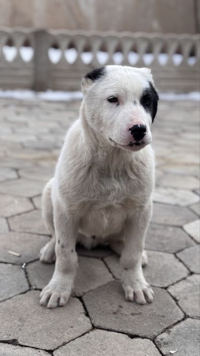 Алабай щенки төбет