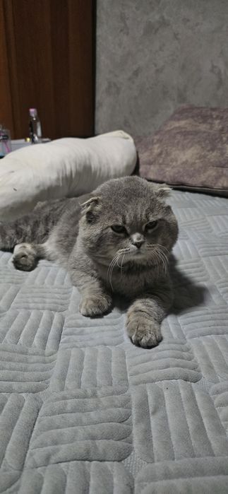 Продам веслоухих котят