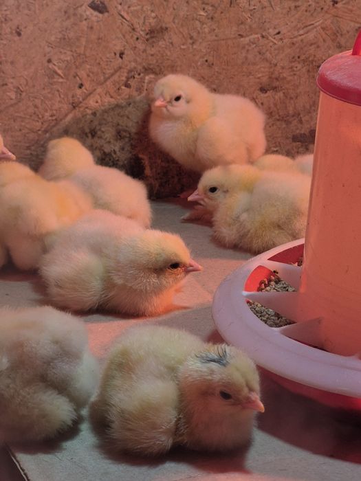 Балапандар сатылымда