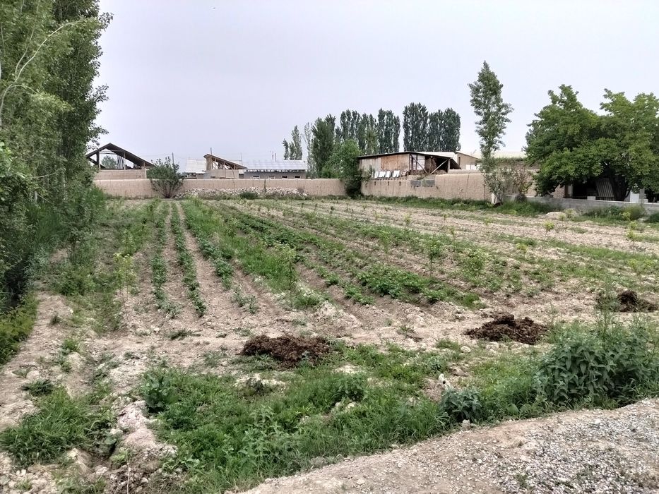 16sotik yer sotiladi
