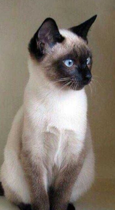 Сиамская кошка продаю