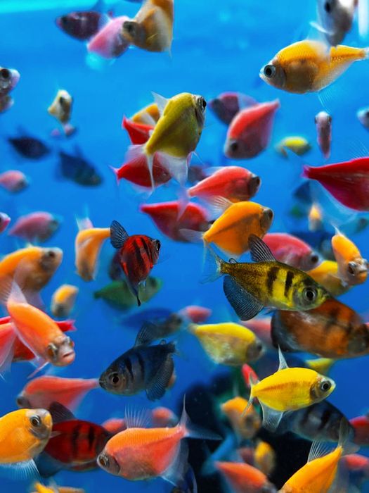 Золотые. Красная шапочка