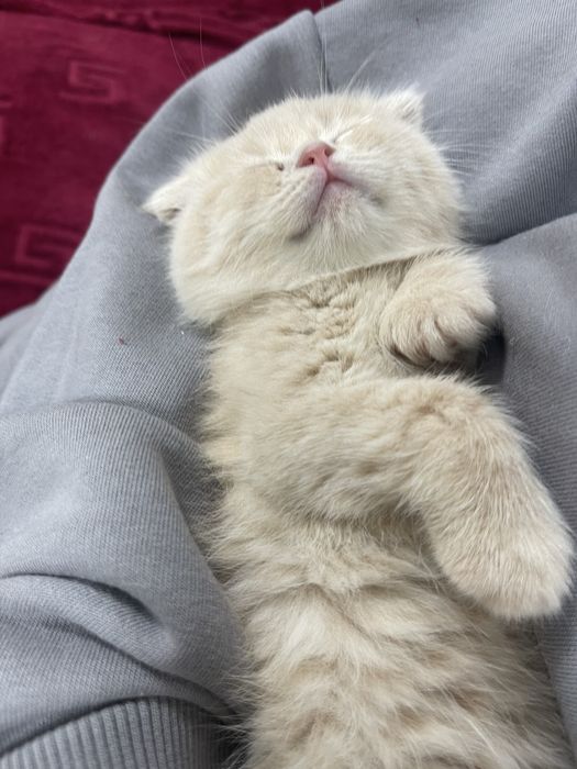 Котенок скотиш фолд