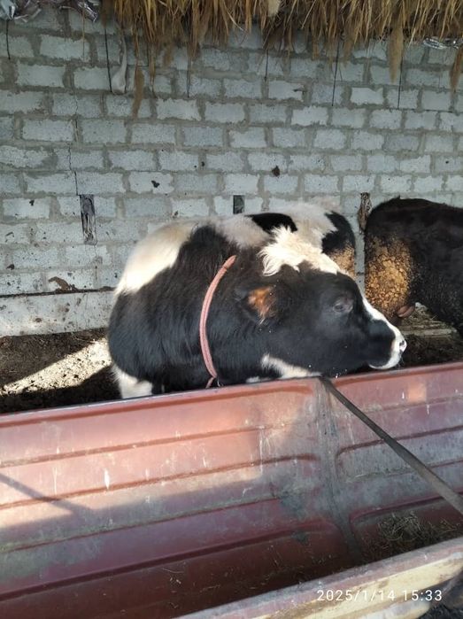 Букалар сотилади