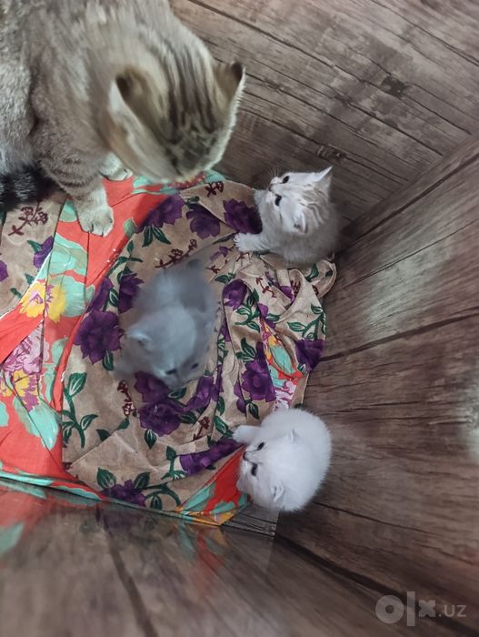 Шотландские котята