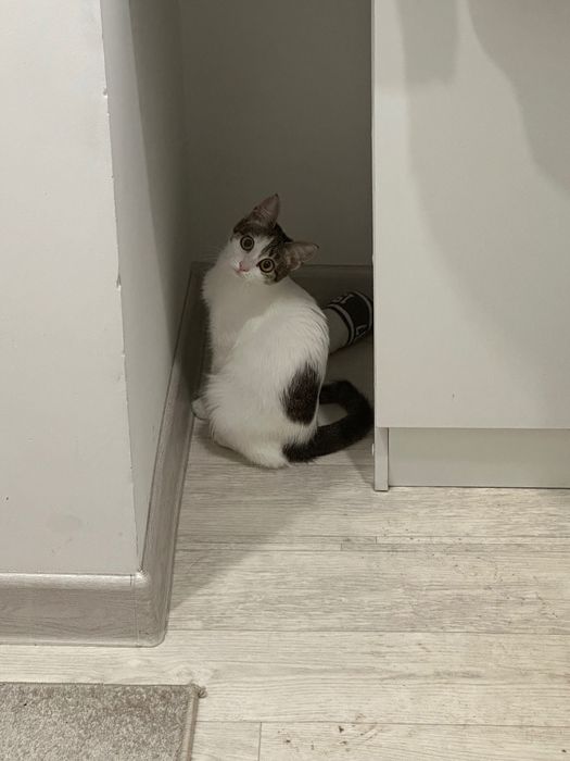 Отдам кошку в хорошие руки