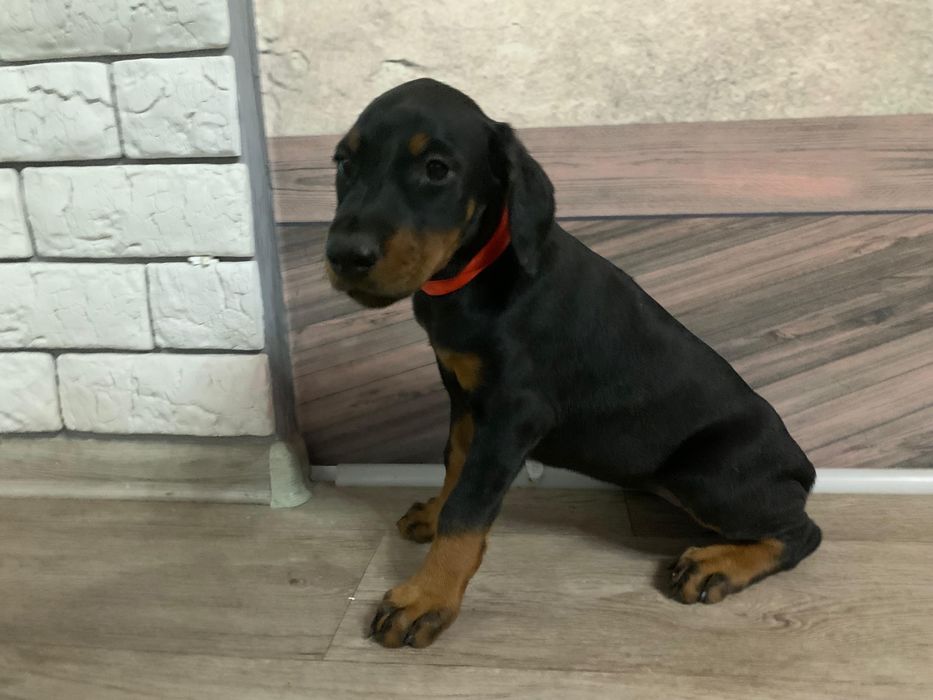 Срочно! Щенки доберамана