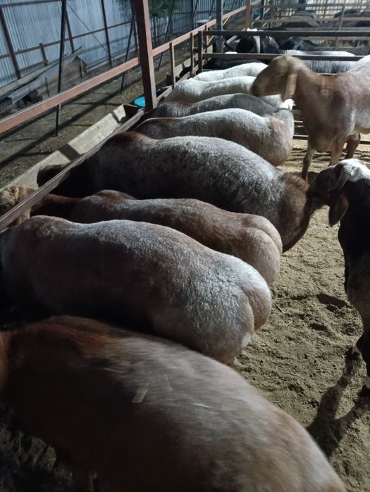 Quchqorlar sotiladi