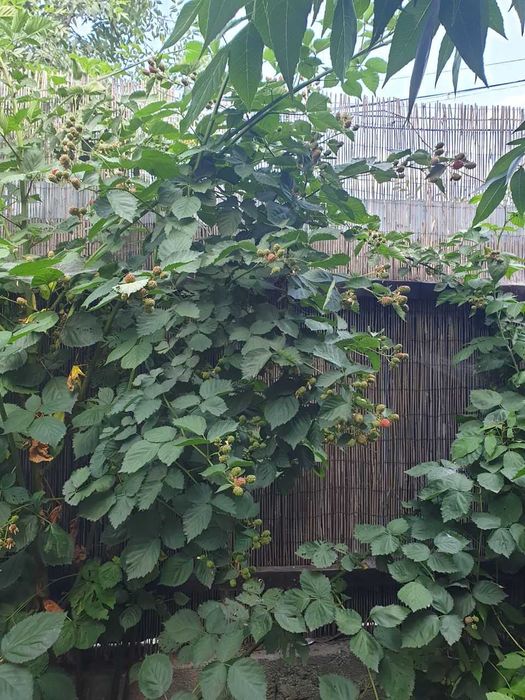 Vand plante si puieti la ghiveci.