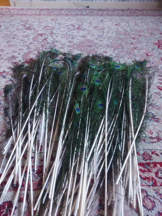 Перья павлинов продам