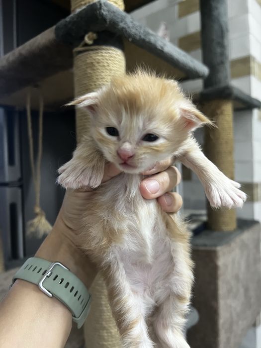 Продажа котиков мейнкун