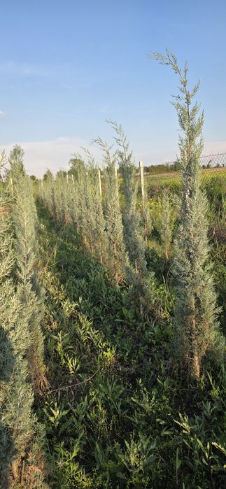 Аризонский кипарис 1 метрдан 2.5 гача 20$ дан 70$ гача