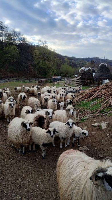 20 oi cu miei de vanzare