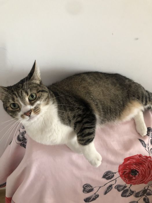 Pet sitter / cazare animalute