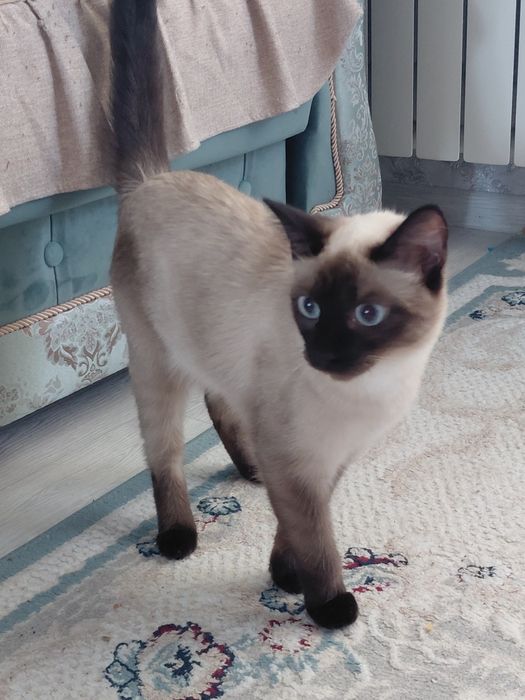 Кошку сиямская,  хорошая