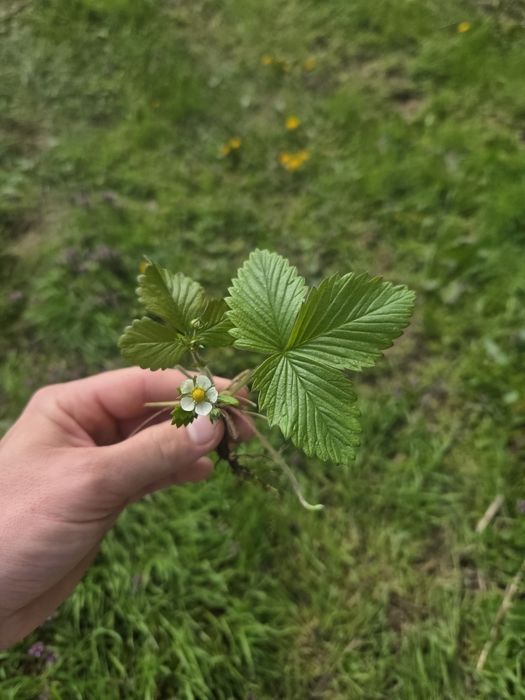 Stoloni fragi de pădure