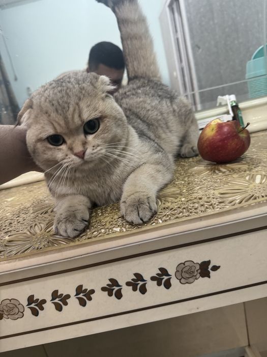 Scotish Fild mushugi sotiladi!!!