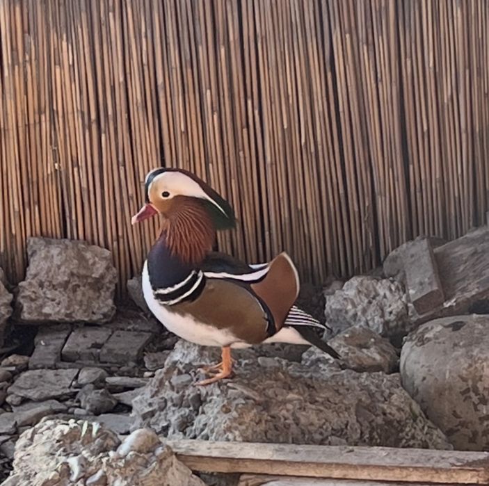Vând rațe exotice Mandarin Galben și Standard