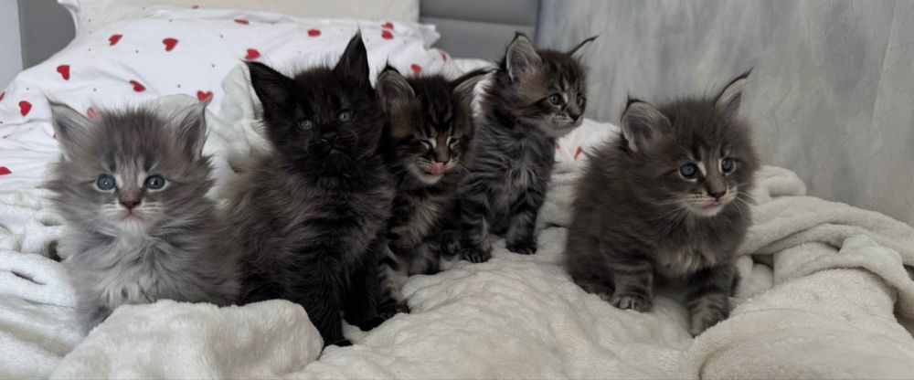 Котята Мейн-кун Алматы