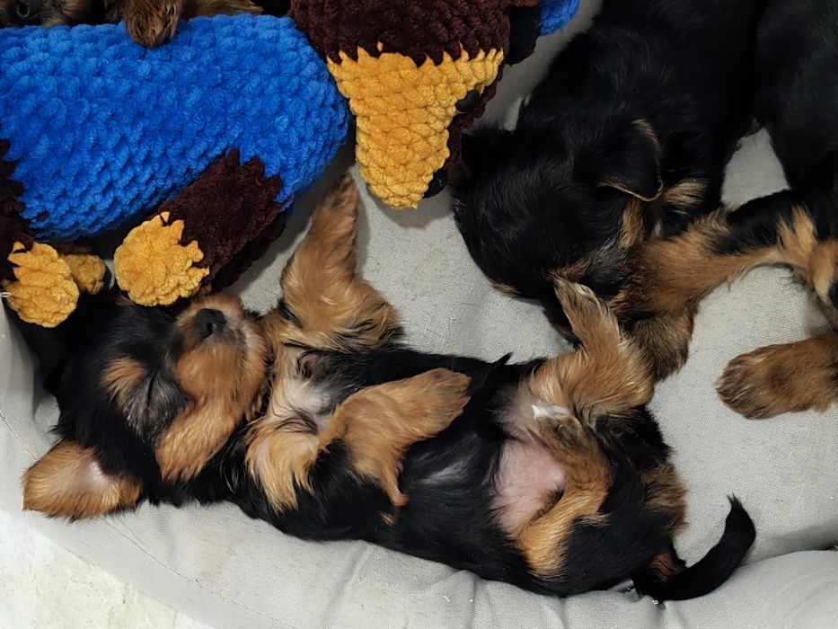 Йоркширски териер