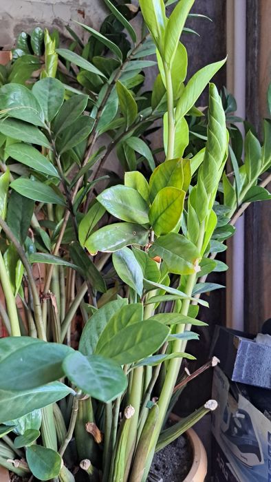 Долларовое дерево