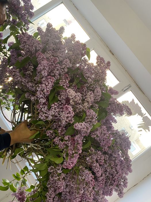 сирень бальшой букет свежие