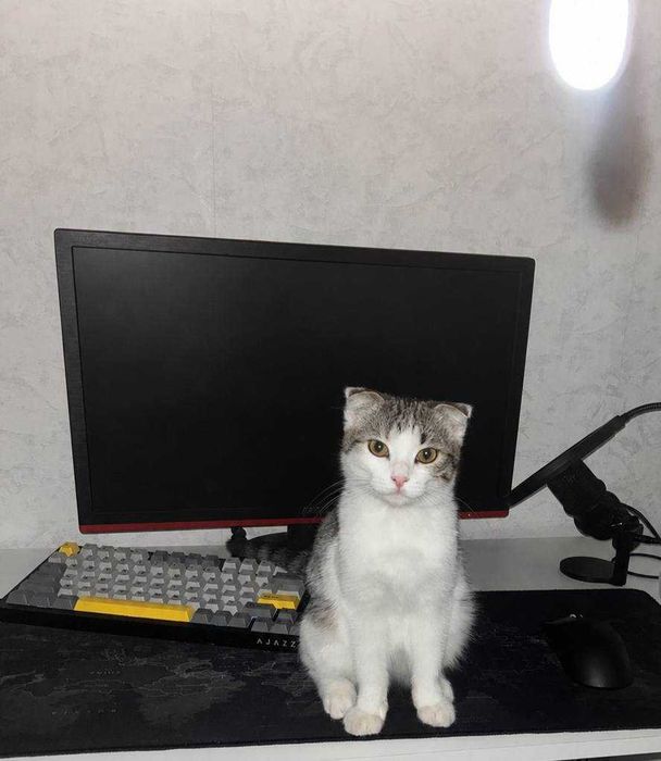 Котёнок ищет дом
