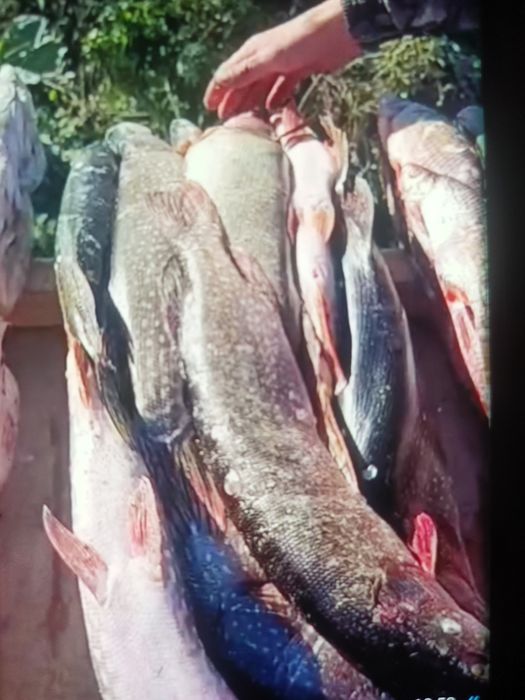 Продам рыбу . Только опт . Щука . Окунь . Чебак . Линь