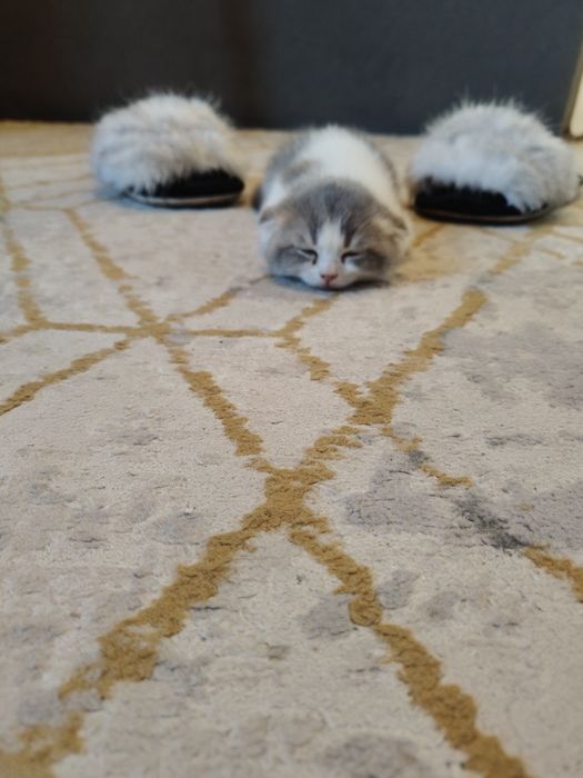 Котята разной породы