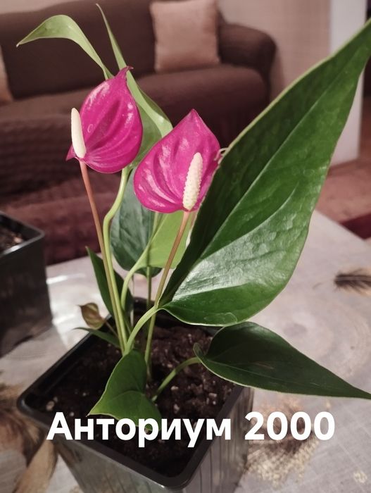 Продам комнатные растения