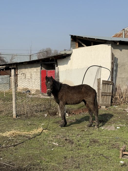 Продаеться лошадь