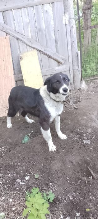 Отдам в добрые руки