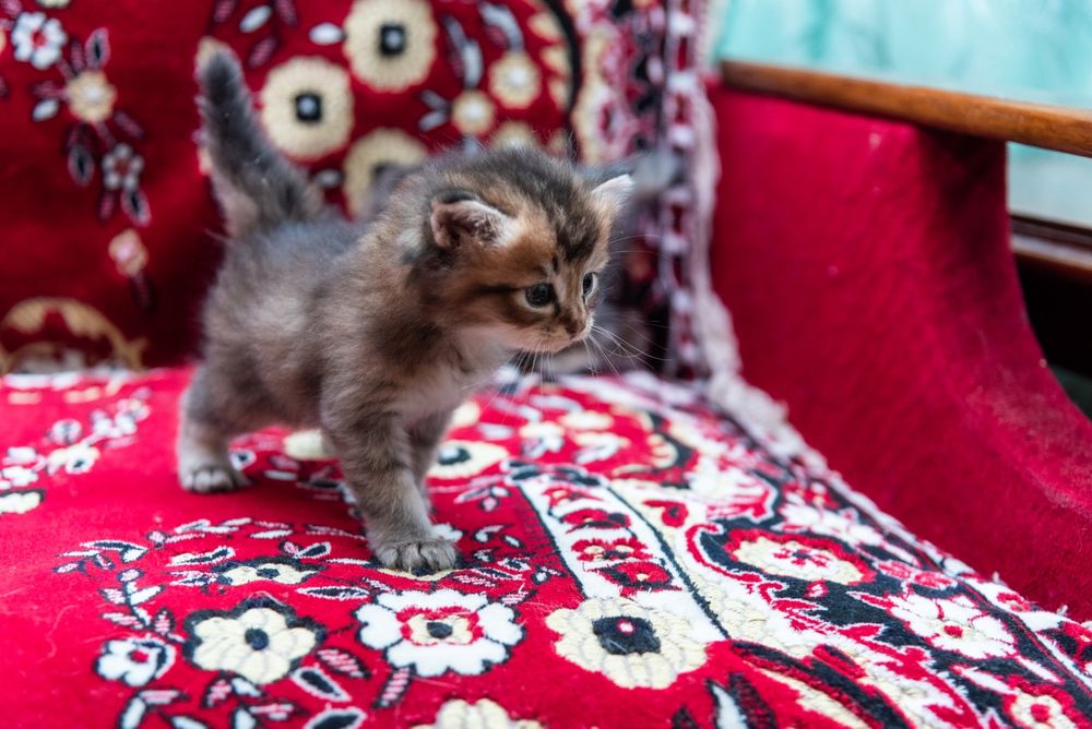 Отдам котят бесплатно в добрые руки
