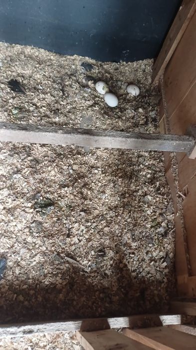 Продам 4 индюка с яйцами