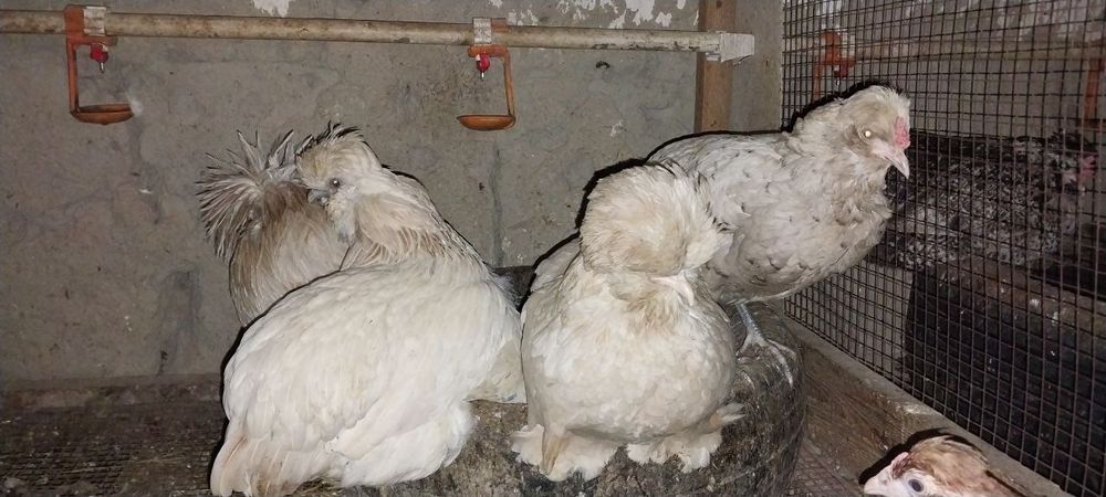 Tuxum damashni inkubator uchun