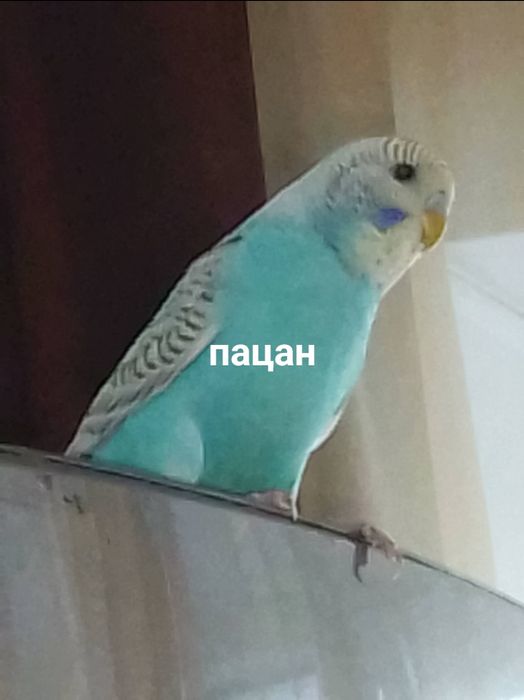 Волнистые попугайчики молоденькие